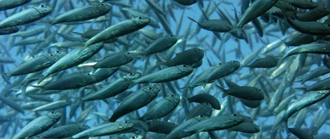 Inside a giant sardines school of fish, bait ball Vidéo 98047299
