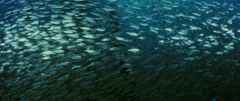 Inside a giant sardines school of fish, bait ball Stock Footage 98059620