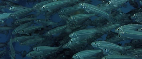 Inside a giant sardines school of fish, bait ball Stock Footage 98064937