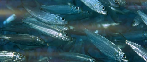 Inside a giant sardines school of fish, bait ball Stock Footage 98065560