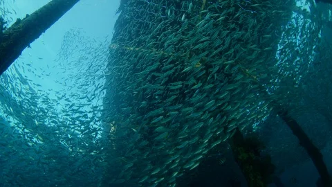 Inside a giant sardines school of fish, bait ball Stock Footage 98907197
