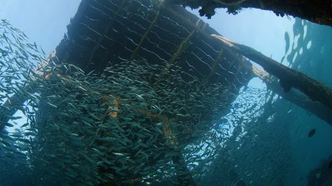 Inside a giant sardines school of fish, bait ball Video stock 98909476