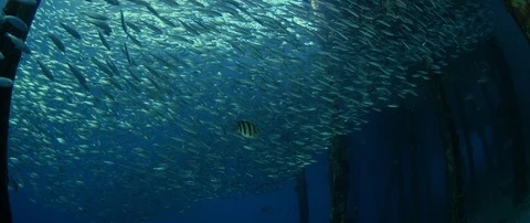 Inside a giant sardines school of fish, bait ball Stock Footage 99147138