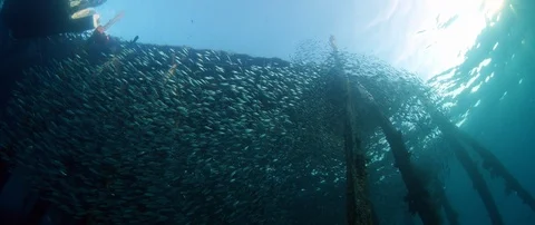 Inside a giant sardines school of fish, bait ball Stock Footage 99179019
