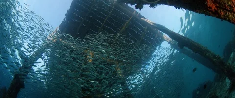 Inside a giant sardines school of fish, bait ball Stock Footage 99253621