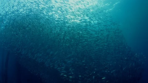 Inside a giant sardines school of fish, bait ball, SUPER SLOW MOTION Stock-Footage 107384975