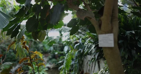Inside a glas house in summer Stock Footage 126636671