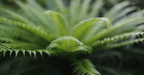 Inside a glas house in summer Stock Footage 126636873