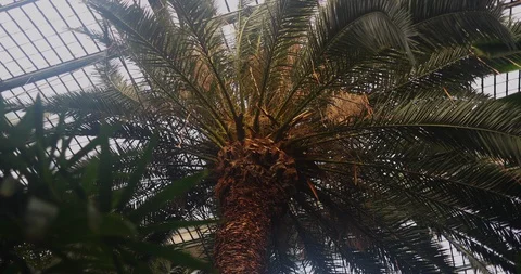 Inside a glas house in summer Stock Footage 126637310