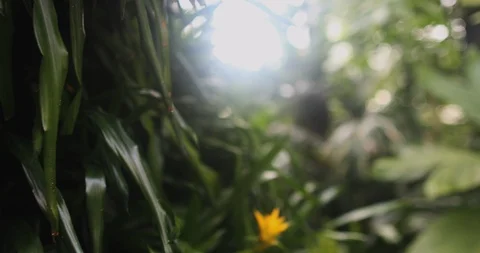 Inside a glas house in summer Stock Footage 126637533