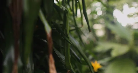 Inside a glas house in summer Stock Footage 126637864