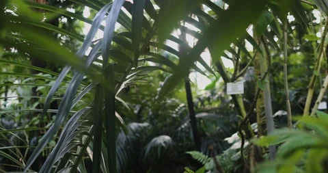 Inside a glas house in summer Stock Footage 126637970