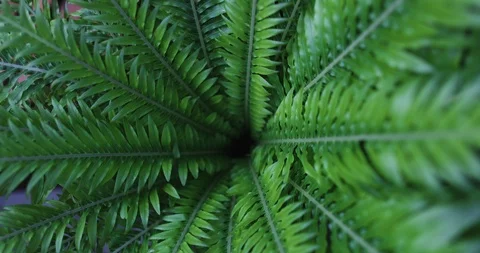 Inside a glas house in summer Stock Footage 126638598