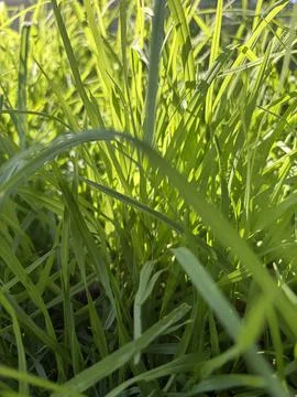 Inside the Grass Stock Photos