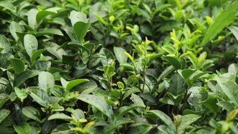 Inside a green and waterlogged tea fields, in Darjeeling, India Stock Footage 238839532