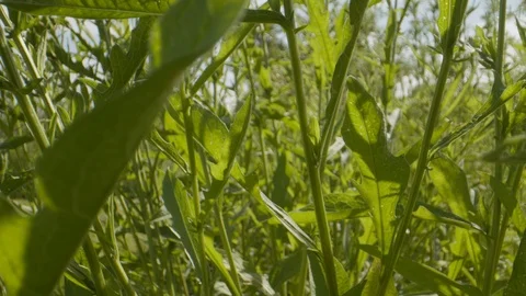 Inside green grass jungle macro probe lens dolly shot Stock Footage 120453207