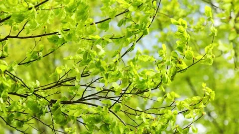 Inside a green lush spring forest Stock Footage 154628055