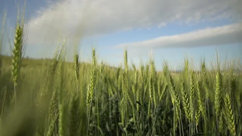 Inside Green Wheat field Stock Footage 127925334