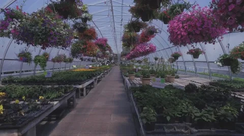 Inside a greenhouse Stock Footage 64223848