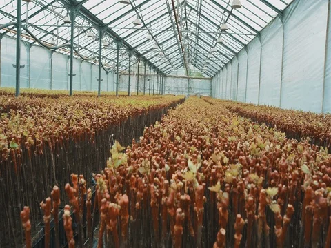 Inside The Greenhouse With Grape Seedlings Stock Footage 74909604