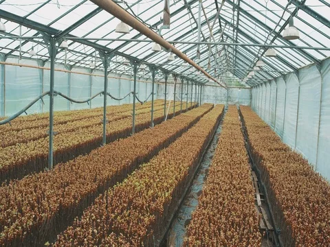 Inside The Greenhouse With Grape Seedlings Stock Footage 74909661