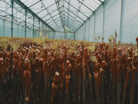 Inside The Greenhouse With Grape Seedlings Stock Footage 74909712