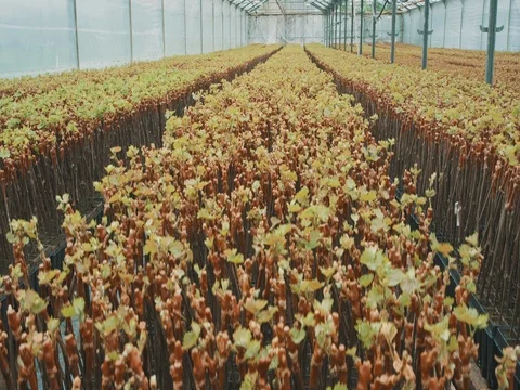 Inside The Greenhouse With Grape Seedlings Stock Footage 74911062