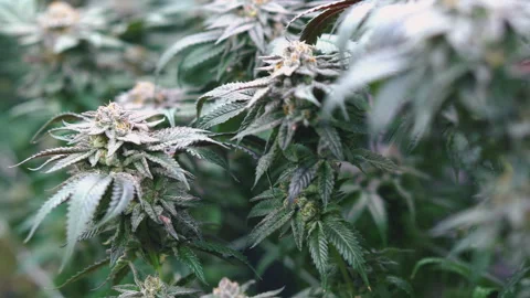 Inside the greenhouse, marijuana plants are cultivated for medical studies. Vidéo 241323219