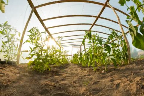 Inside greenhouse Stock Photos