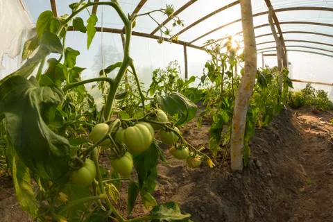 Inside greenhouse Stock Photos