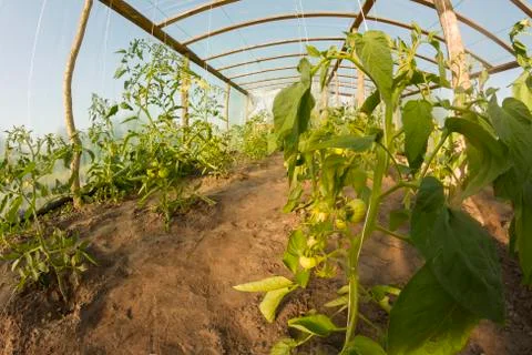 Inside greenhouse Stock Photos