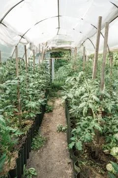 Inside of a greenhouse Stock Photos