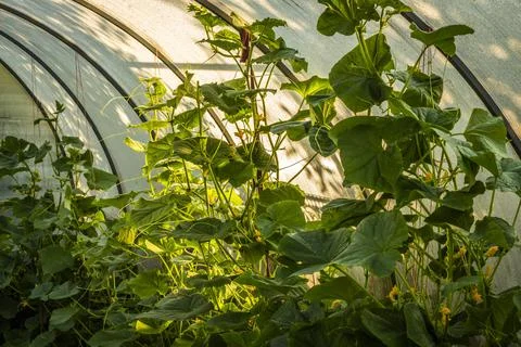 Inside the greenhouse Stock Photos