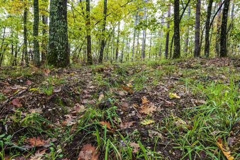 Inside of the ground and trees in a forest. Stock Photos