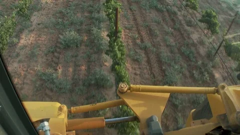 From inside of harvester cab, rows of grape vines roll past, 4K. Stock Footage 79832756