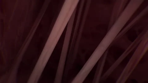 Inside The Heart Fly-through 01 Stock Footage 252825000