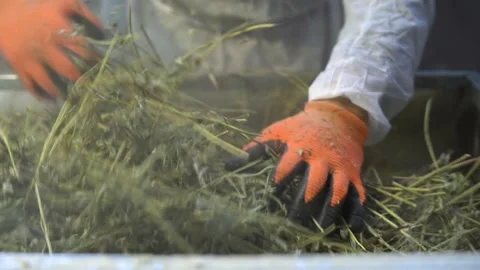 Inside herbal tea processing in factory. Stock Footage 143305071
