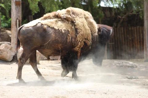 Inside a herd of American Bison - Bison bison Stock-Fotos