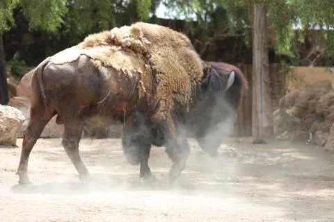 Inside a herd of American Bison - Bison bison Stock Photos