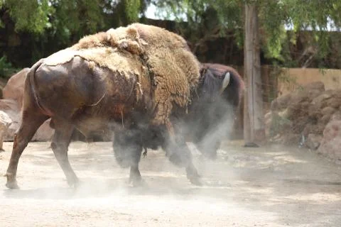 Inside a herd of American Bison - Bison bison Stock Photos
