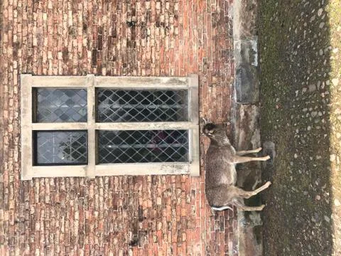 Inside a herd of Fallow Deer Stock Photos