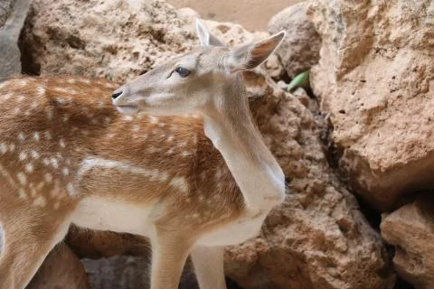 Inside a herd of Fallow Deer Stock Photos