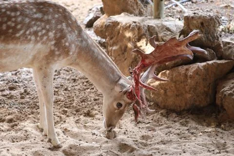 Inside a herd of Fallow Deer Stock-Fotos