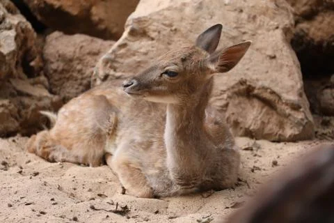 Inside a herd of Fallow Deer Stock Photos