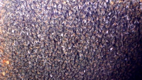 Inside of a hive with a lot of bees Stock Footage 85594221