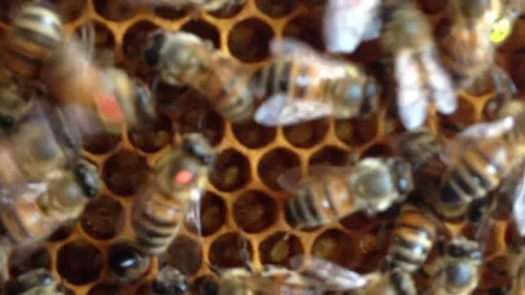 Inside Honeycomb: Forager Bees Perform Waggle Dance Video stock 285779838