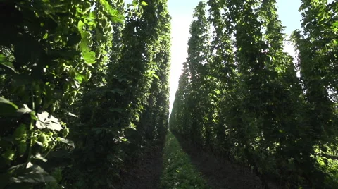 Inside a hop field Vidéo 46845251