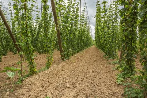 Inside a hop yard Stock Photos