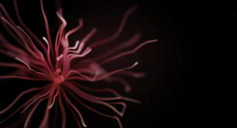 Inside human body - Neurons  Vidéo 568397