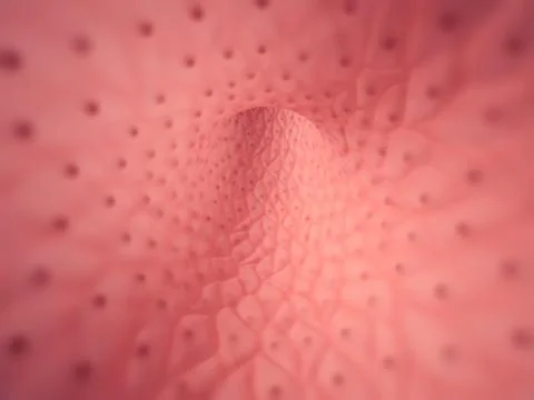 Inside of human vessel Stock Illustration